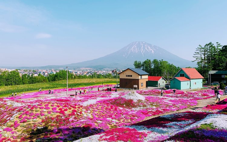 北海道芝桜＆チューリップ二大ガーデン日帰りツアー: ニセコ＆羊蹄山名