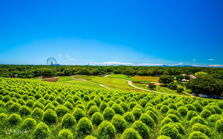 Ibaraki Day Trip] Hitachi Seaside Park & Nemophila Flower Field
