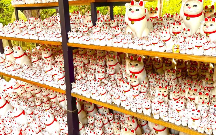 豪徳寺、新宿の猫カフェ＆3Dキャットツアー（東京） | Klook