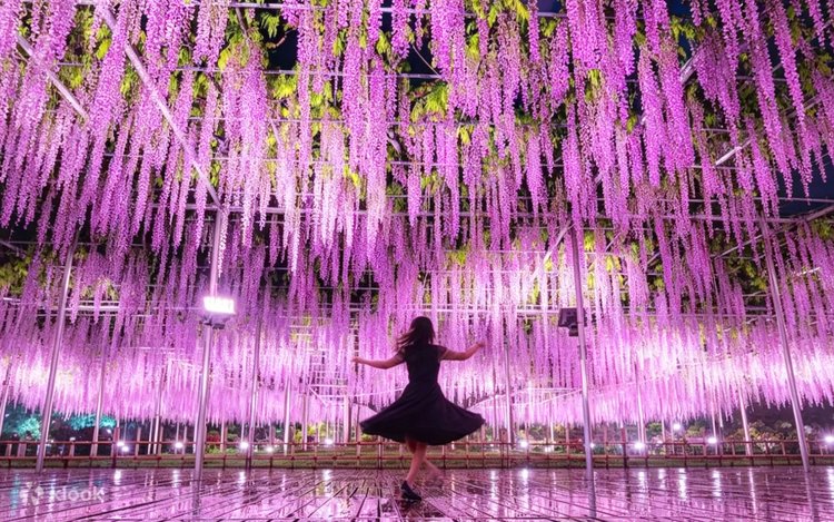 あしかがフラワーパーク夜の藤と茨城のネモフィラの海 日帰りツアー