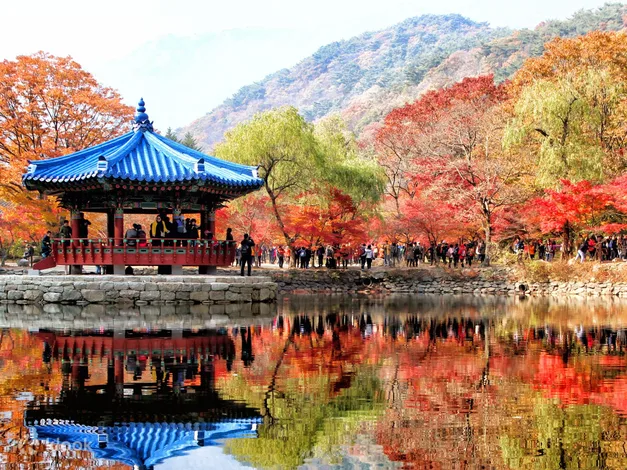 Autumn Foliage Day Tour from Seoul