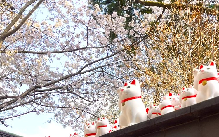 Cherry Blossom & Gotokuji Cat Temple, Shinjuku Cat Cafe, 3D Cat