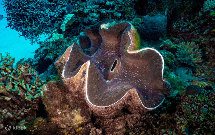 PADI 5スターダイブリゾートで、トコリキ島でのオオシャコガイ
