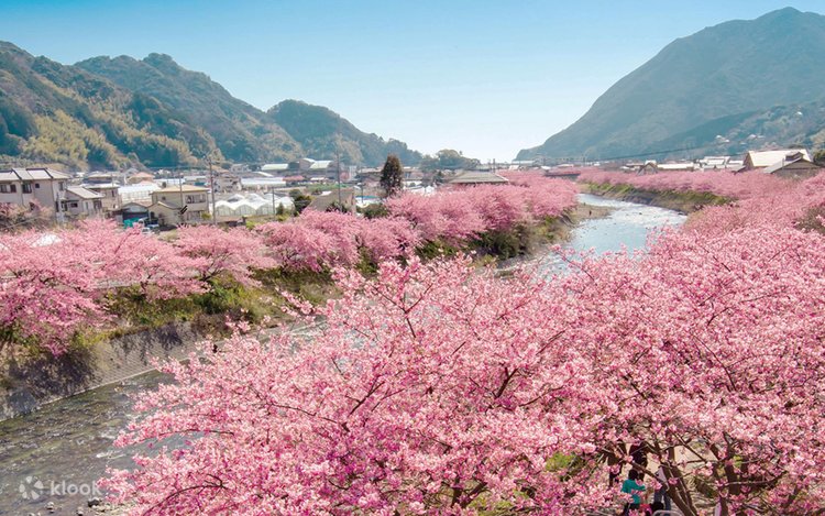 桜シーズン9名限定小グループ】伊豆お花見と海観光日帰りツアー | 河津