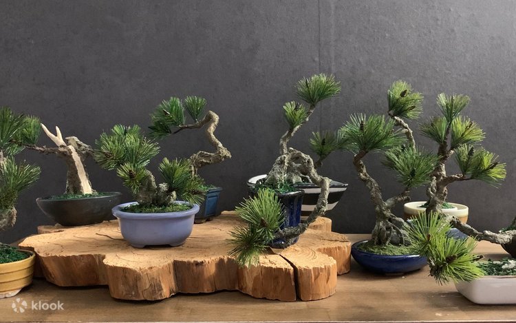 The Art of "Zero-Care" Bonsai: Authentic Crafting in Asakusa - Klook  Singapore