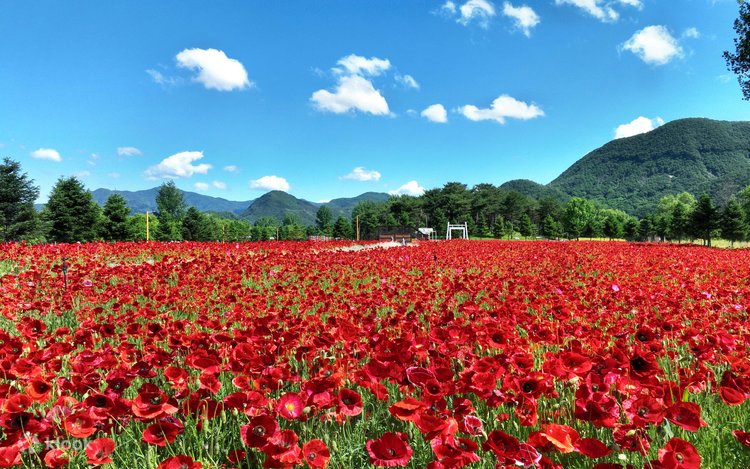 Starlight Festival of the Garden of Morning Calm - Klook New Zealand