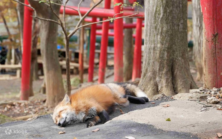Miyagi: Autumn Leaves & Zao Fox Village 1Day Tour (Sendai