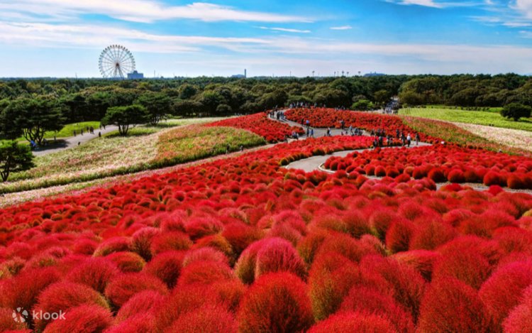 Book Hitachi National Seaside & Mito Kairakuen Parks Trip