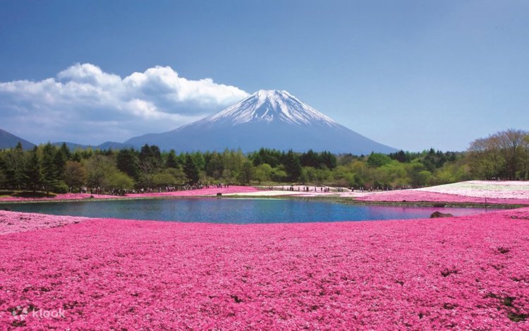 富士花卉 Under soft winds of a balmy spring sky うららかな 春の風に