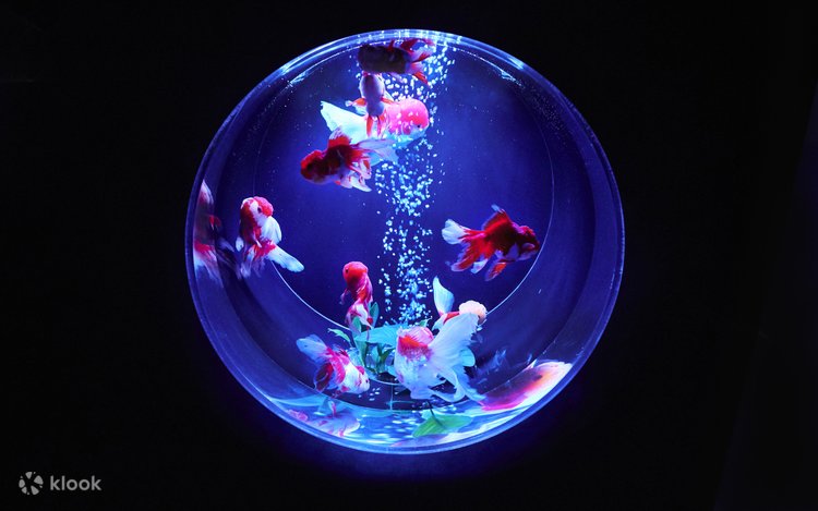 アートアクアリウム美術館 GINZA 入館チケットの予約 | Klook