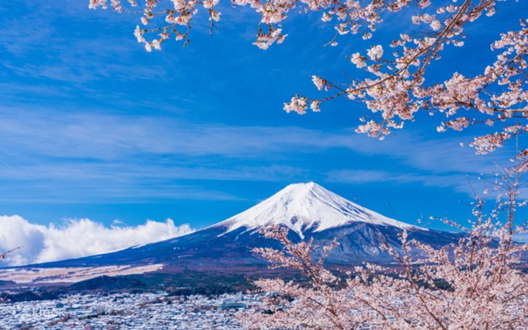 河口湖の富士と満開の桜 河口湖畔(北岸)の桜（南都留郡富士河口湖町） - お花見2025
