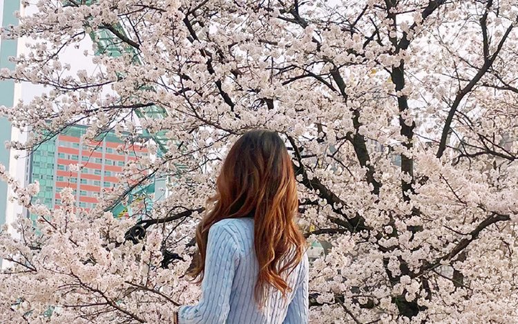 Cherry Blossom Blindbox Day Tour from Seoul & Busan - Klook United