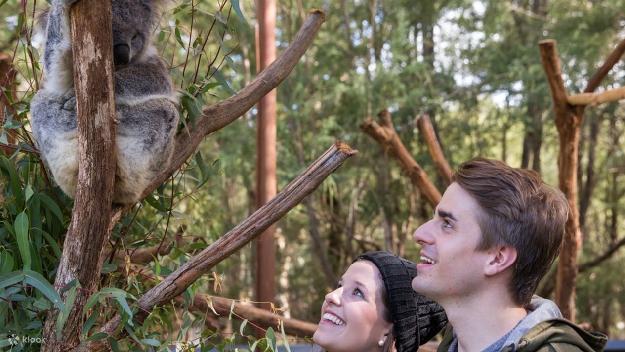 Healesville Sanctuary Koala CloseUp Encounter including General Admission Klook