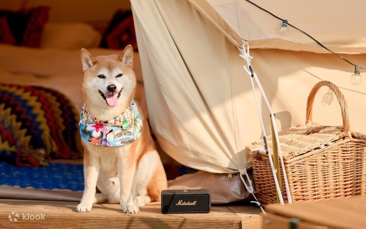 Pet-Friendly] Island Lodge Pet-Friendly Camp Ma Wan Park Klook