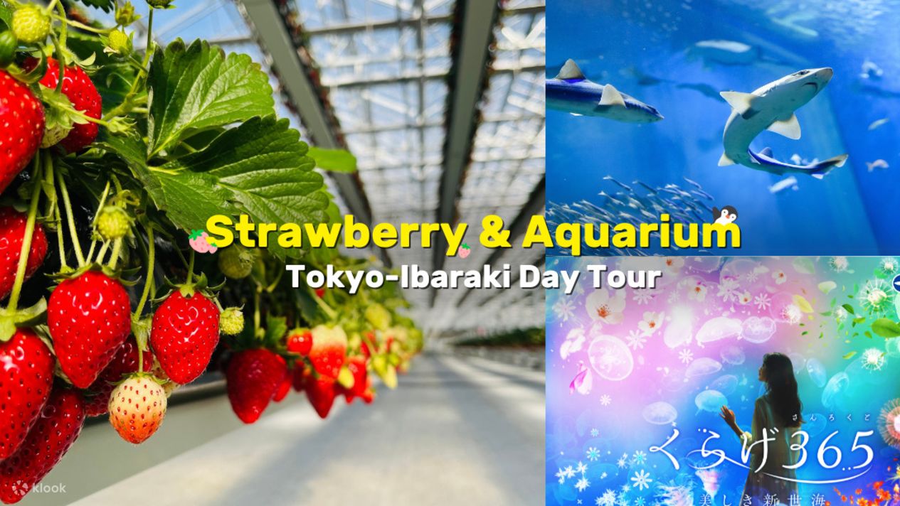 Ibaraki Strawberry Picking
