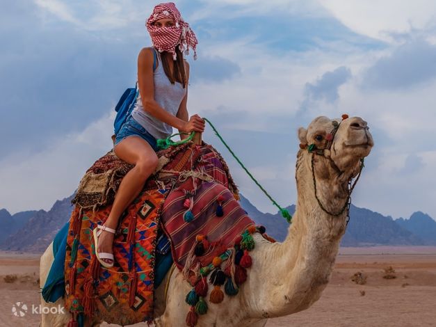 Bumpy Camel Ride Dune Buggy Safari, Camel Ride and BBQ Dinner - Klook New Zealand