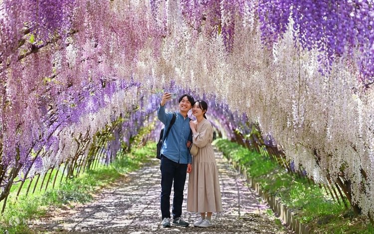 wisteria bienenfreundlich Chinesischer Blauregen 'Prolific'