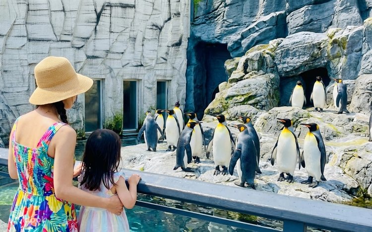 Hokkaido Furano Day Tour: Asahiyama Zoo & Forest Elf Terrace