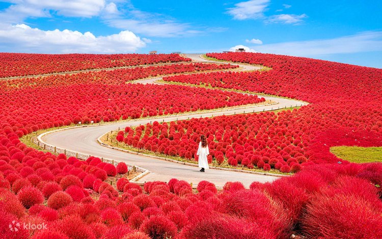 Akibahara Flowers 村上隆 SA Marina Koharu Akibahara Flowers 村上隆 SA Marina Koharu MURAKAMI.FLOWERS