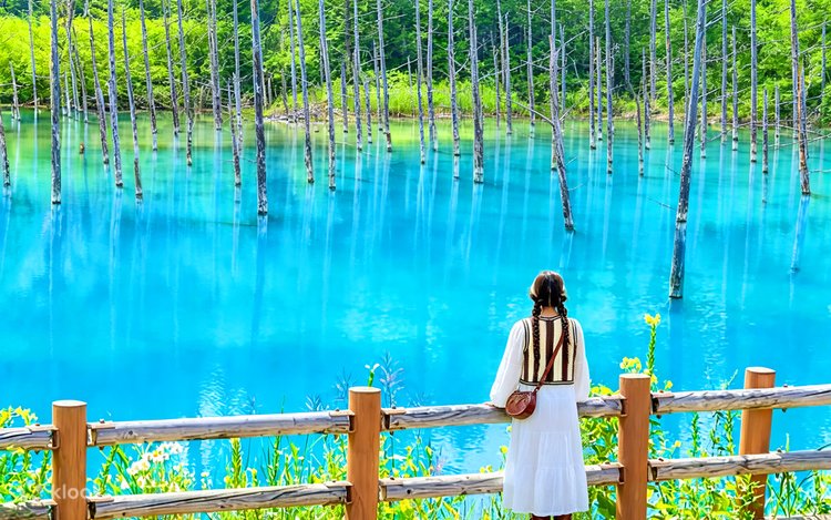 Hokkaido Day Trip] Asahiyama Zoo (Including Admission) + Shikisai