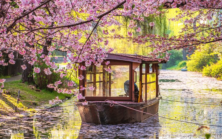 kyoto blossom wallpaper