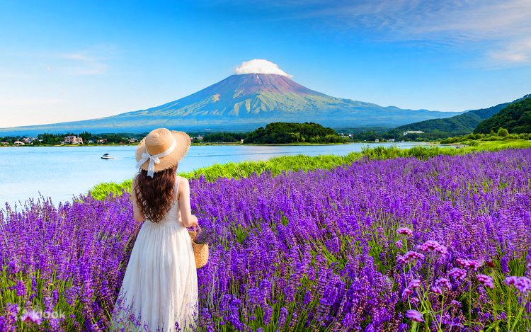 Instagram-Worthy Mt. Fuji & Kawaguchiko Four Seasons Flower Tour