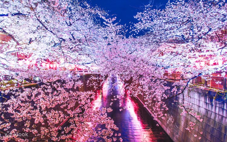 Cherry Blossom Season Exclusive - Night Cherry Blossoms・Tokyo