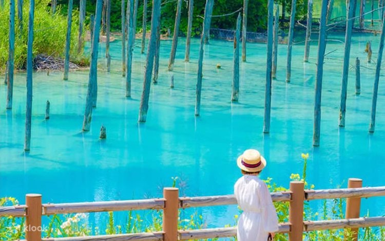 Biei Blue Pond & Ningle Terrace & Shikisai-no-oka/Farm Tomita