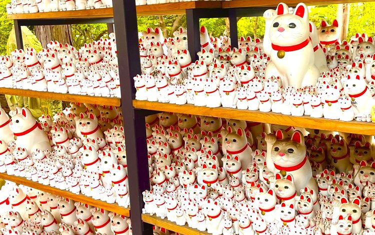 Tokyo Lucky Cat Temple & Harajuku Cat Cafe Half-Day Tour - Klook