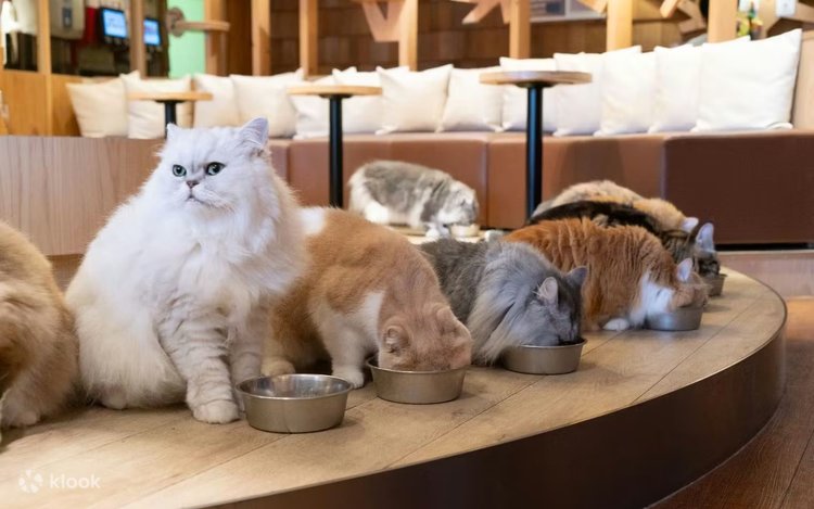 Cat Cafe MOCHA（貓咪咖啡館 池袋本店）