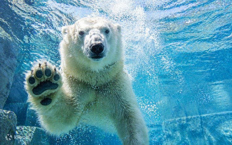 One-Day Trip to Asahiyama Zoo & Ningle Terrace in Hokkaido