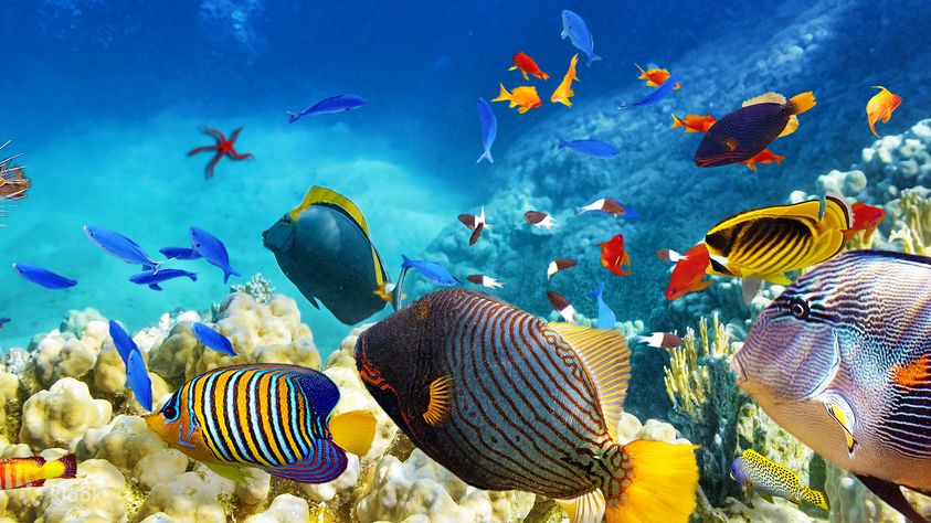 4D3N Cairns and the Great Barrier Reef Tour Ticket in Cairns - Klook