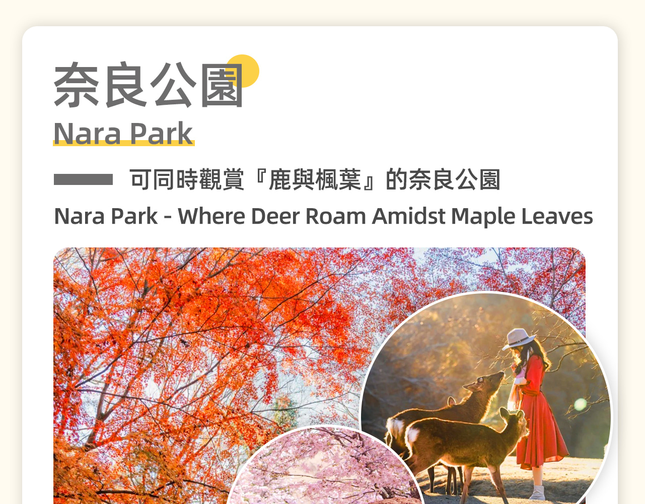 奈良公園,可同時看到「鹿和楓葉」,公園裡的紅葉在常綠樹的鮮綠對比之下,更顯豔麗。位於奈良市若草山麓的都市公園,東大寺、春日大社等奈良的名勝古蹟都在這裡,是遊奈良的必到之處。 奈良公園,可同時看到「鹿和楓葉」,公園裡的紅葉在常綠樹的鮮綠對比之下,更顯豔麗。位於奈良市若草山麓的都市公園,東大寺、春日大社等奈良的名勝古蹟都在這裡,是遊奈良的必到之處。