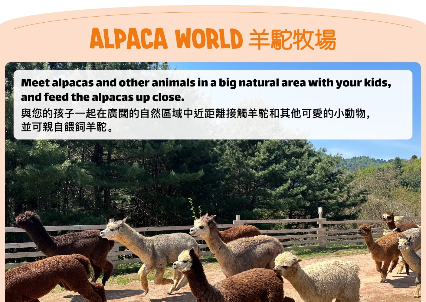 The Stay Healing Park / 草泥馬樂園 / 南怡島 / 鐵道自行車一日遊（首爾出發）