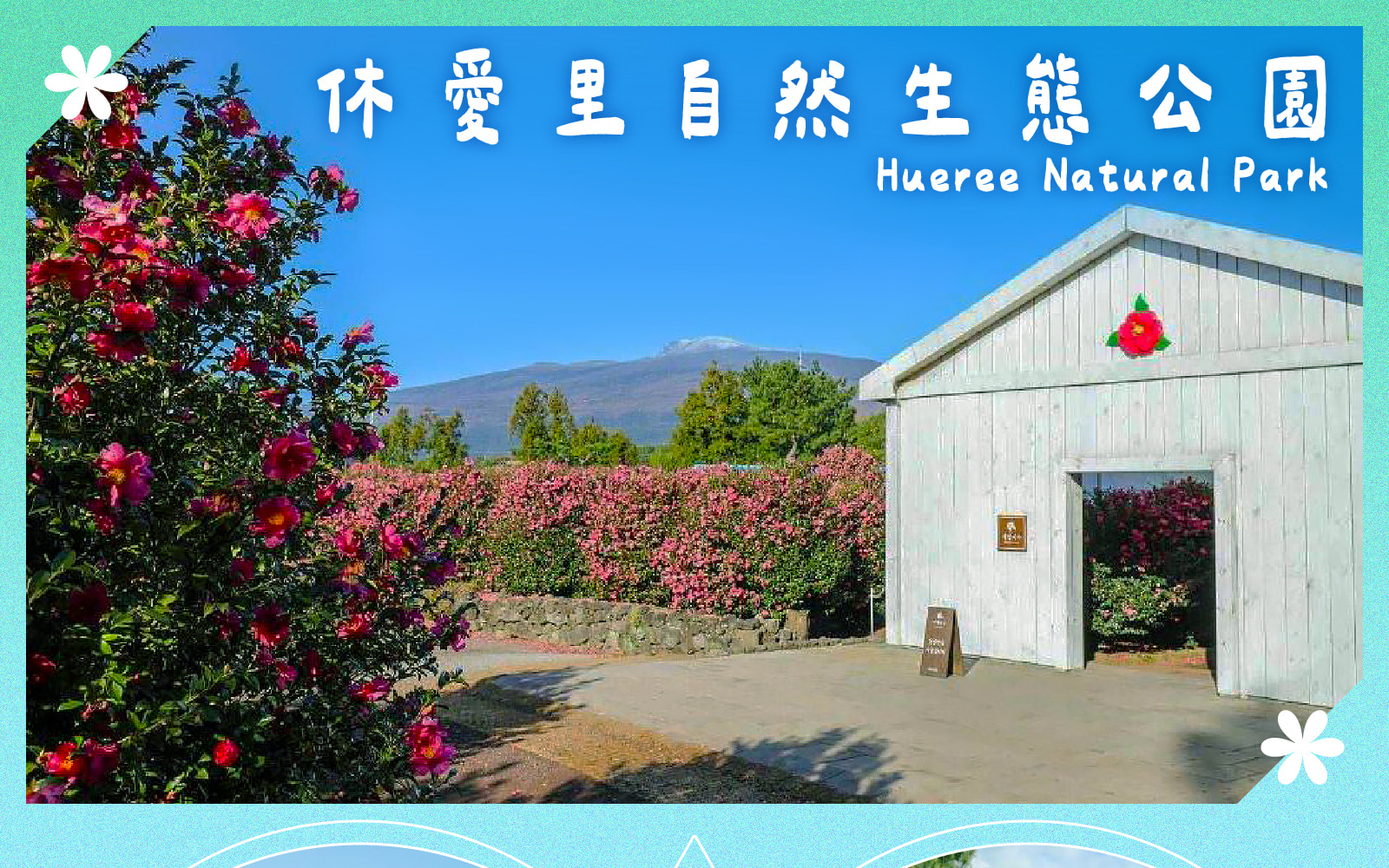 Jeju Eastern / Western / Cherry Blossom / Hydrangea / Private Tour 