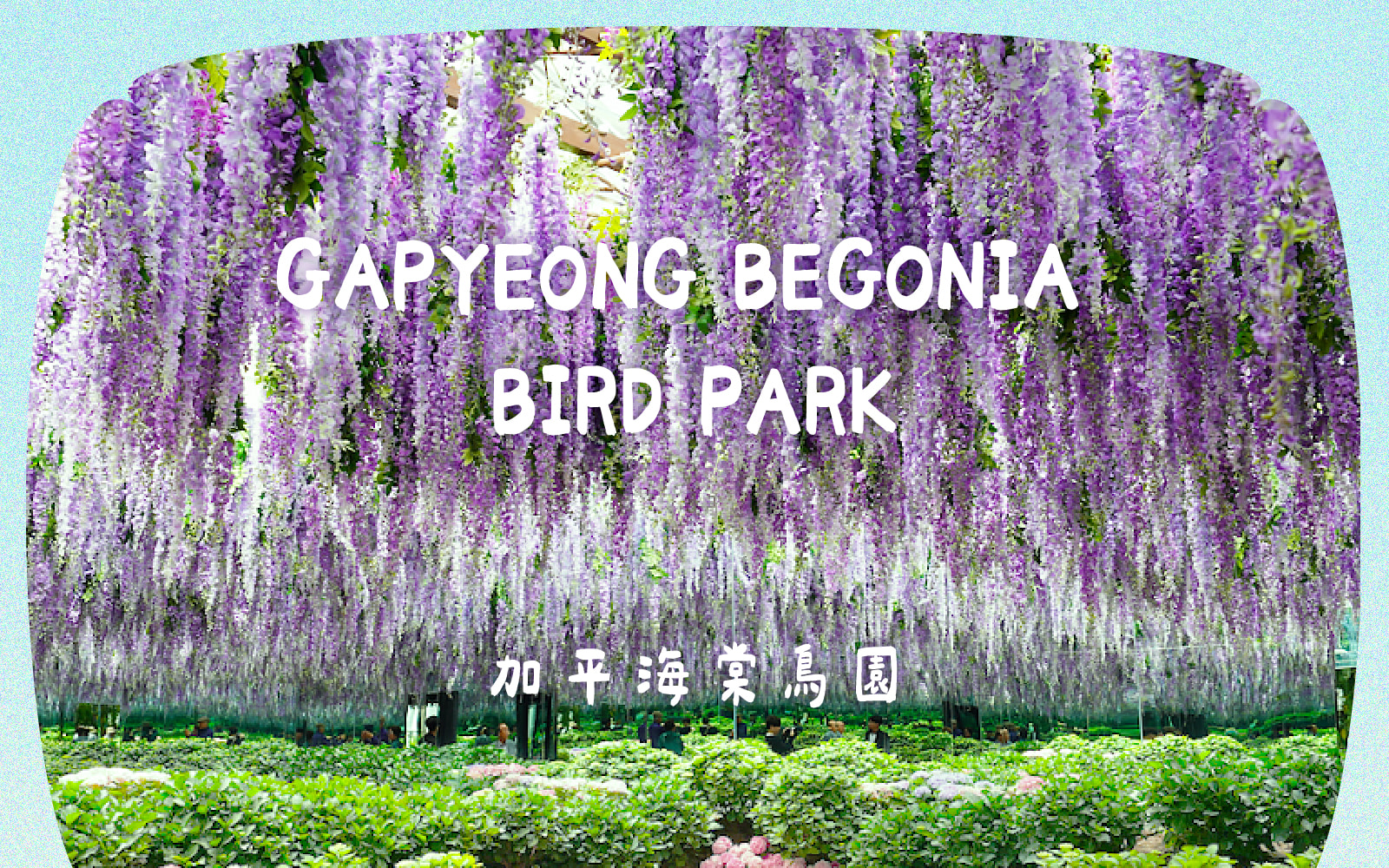羊駝牧場 / 南怡島 / 江村鐵路自行車 / 晨靜樹木園 / 樂高樂園 /  秋海棠鳥園