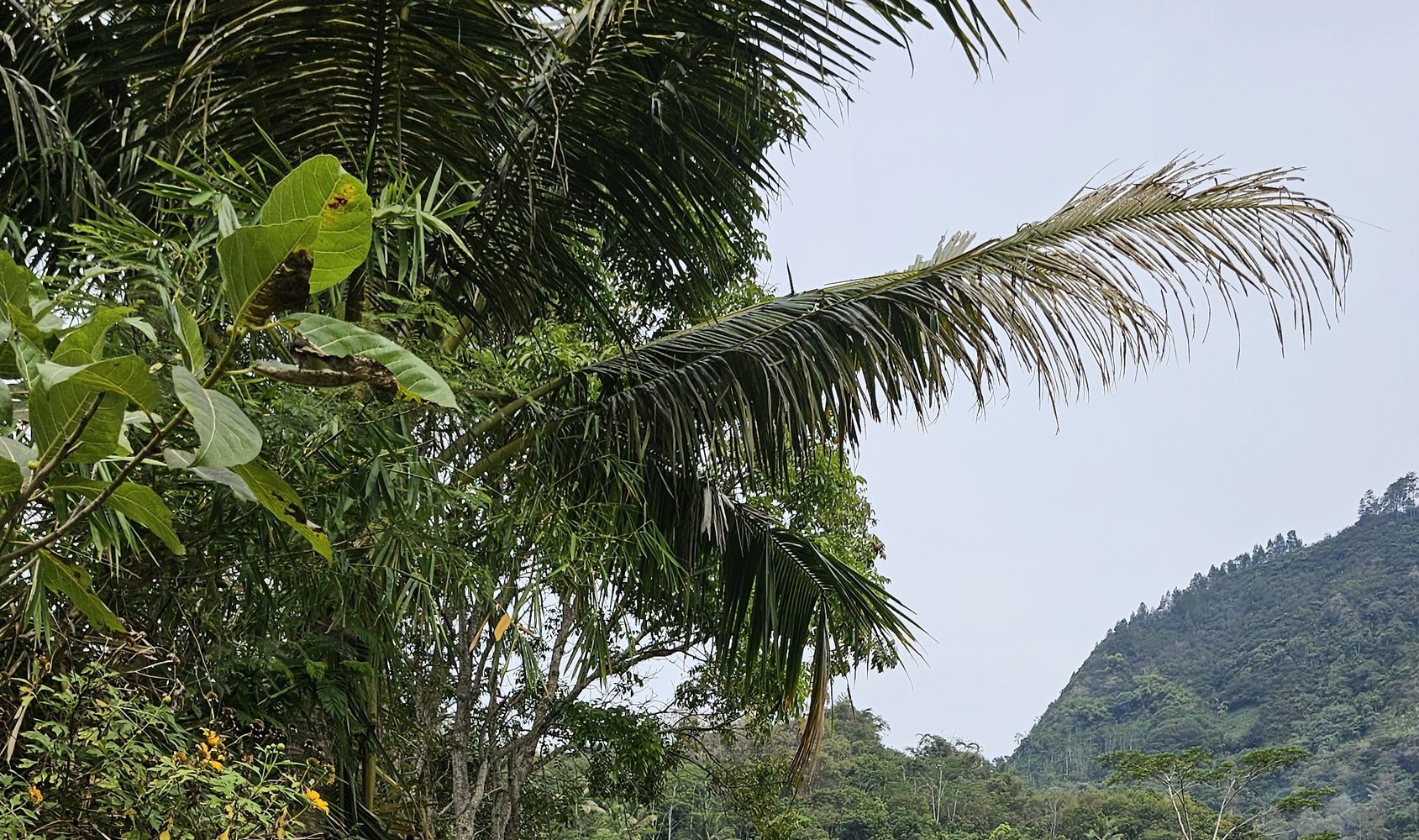 Selogriyo Temple Trekking