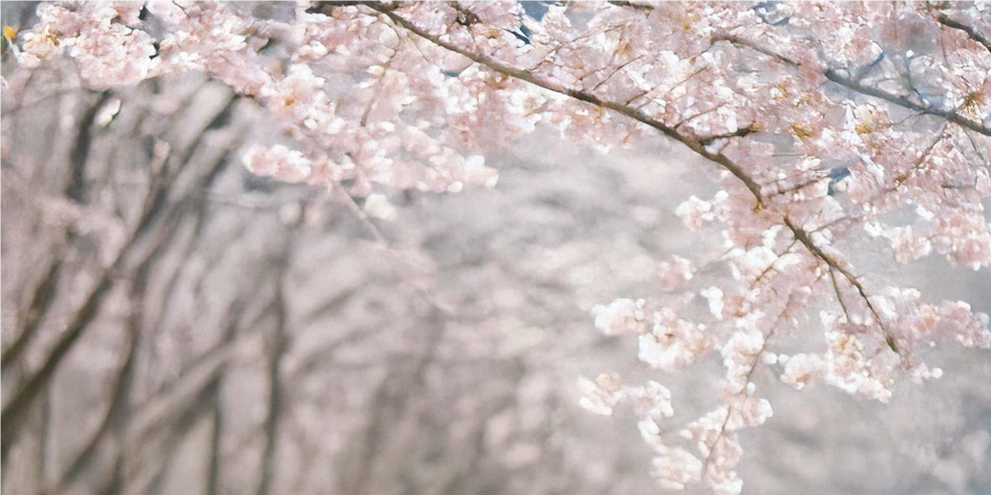 Hanbok flowing in the breeze under falling petals is a breathtaking sight.