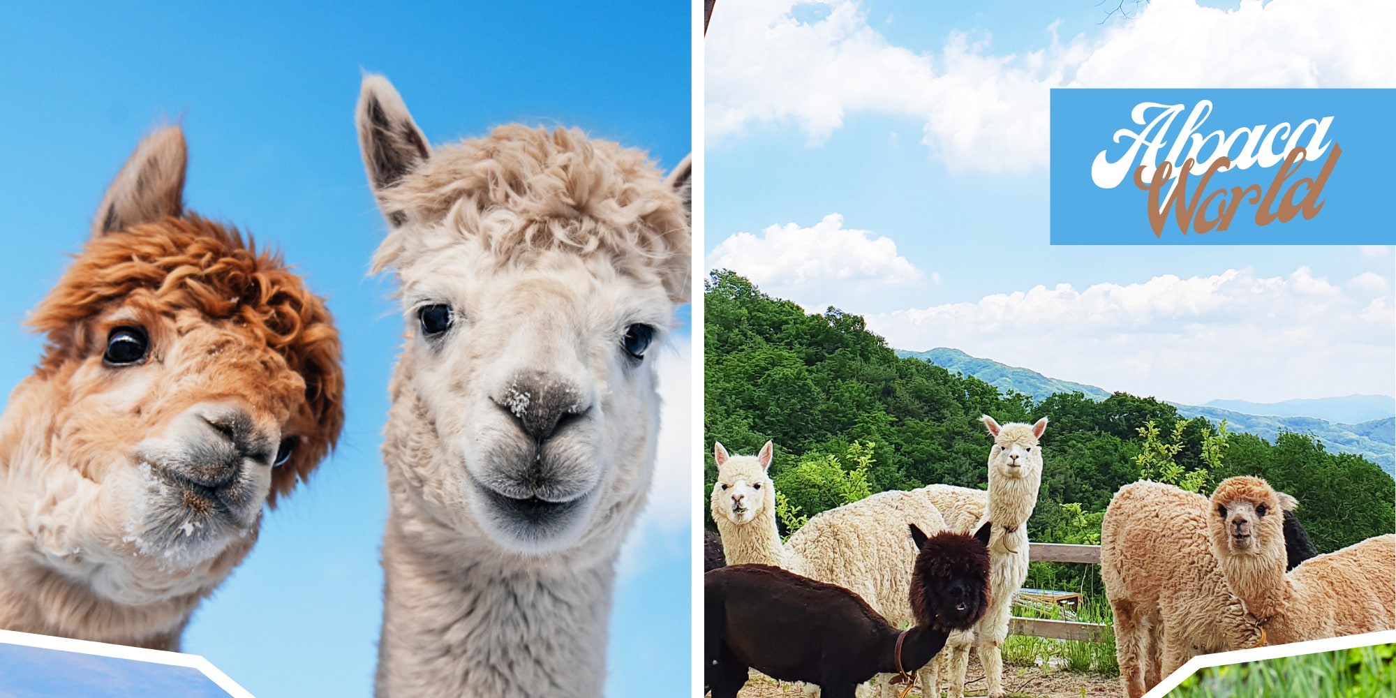 春川南怡島／草泥馬樂園／鐵道自行車／小法國村／晨靜樹木園