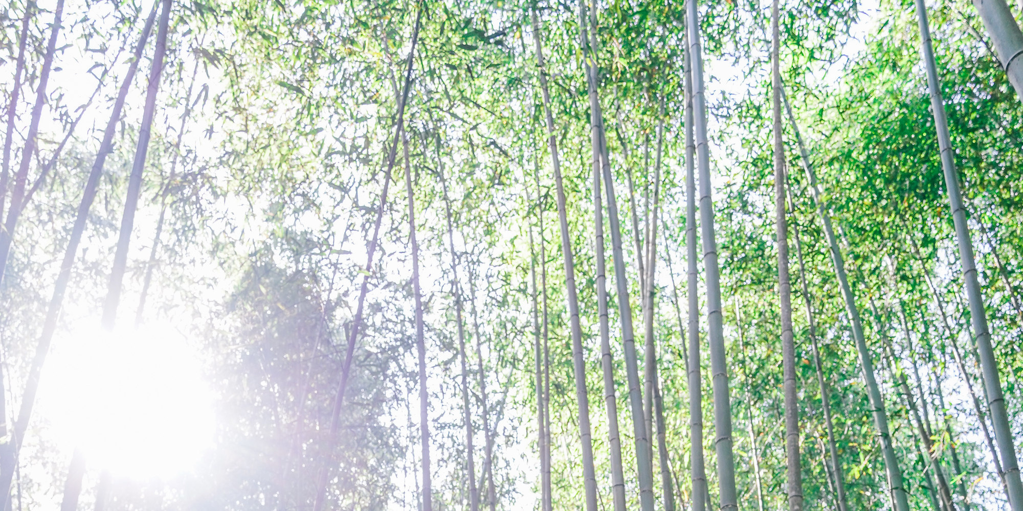 京都嵐山竹林 & 花園半日徒步之旅