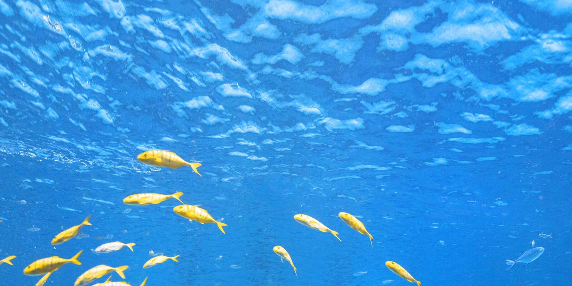 Mermaids dance with golden fish, Haichang Ocean Park, immersive and unlock the romantic secrets of the seabed