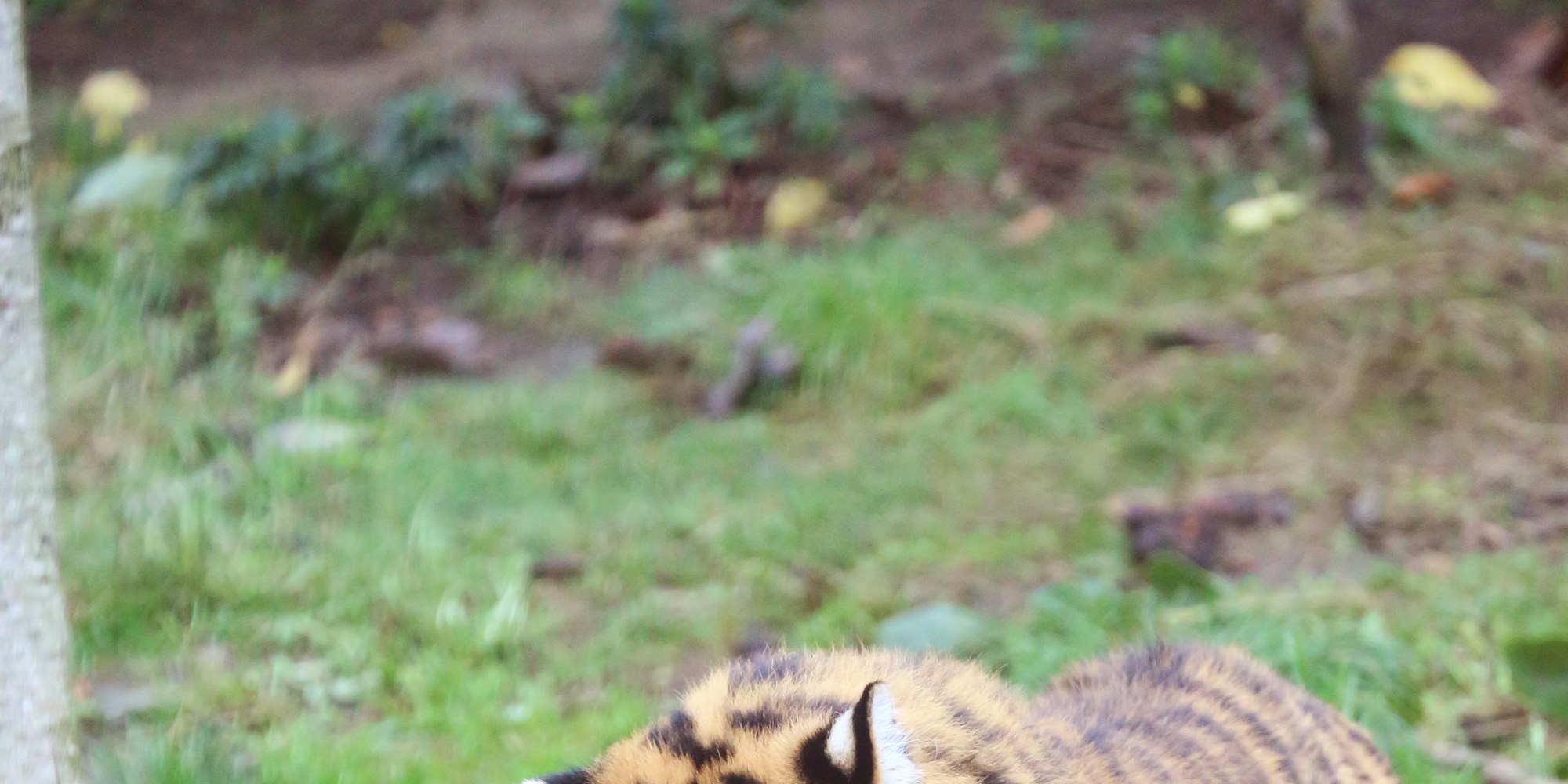 倫敦動物園門票