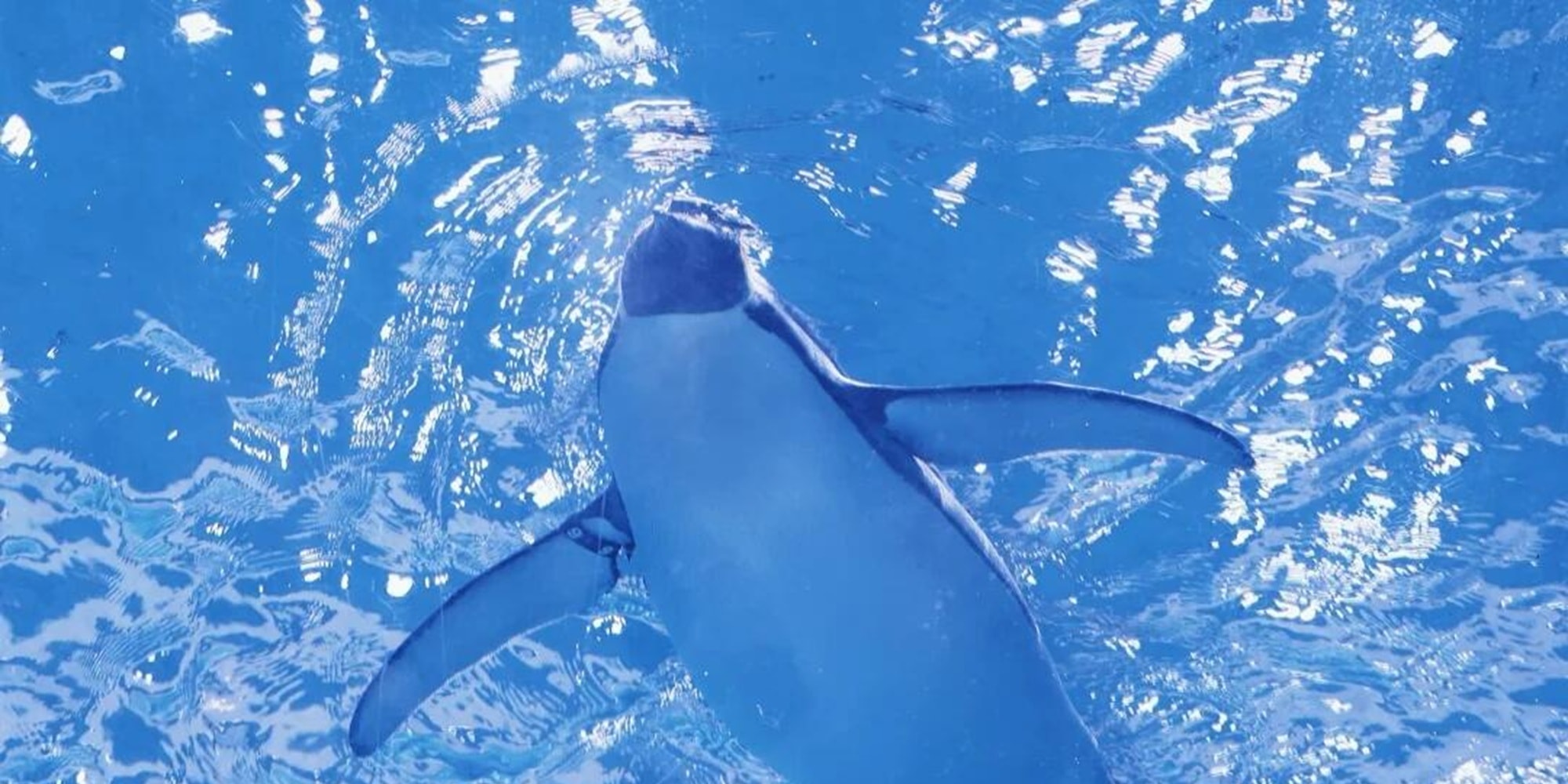 Penguins swim in the water, lighting up Haichang's blue world with their agile figures. Come and see the "little stars of the ocean"