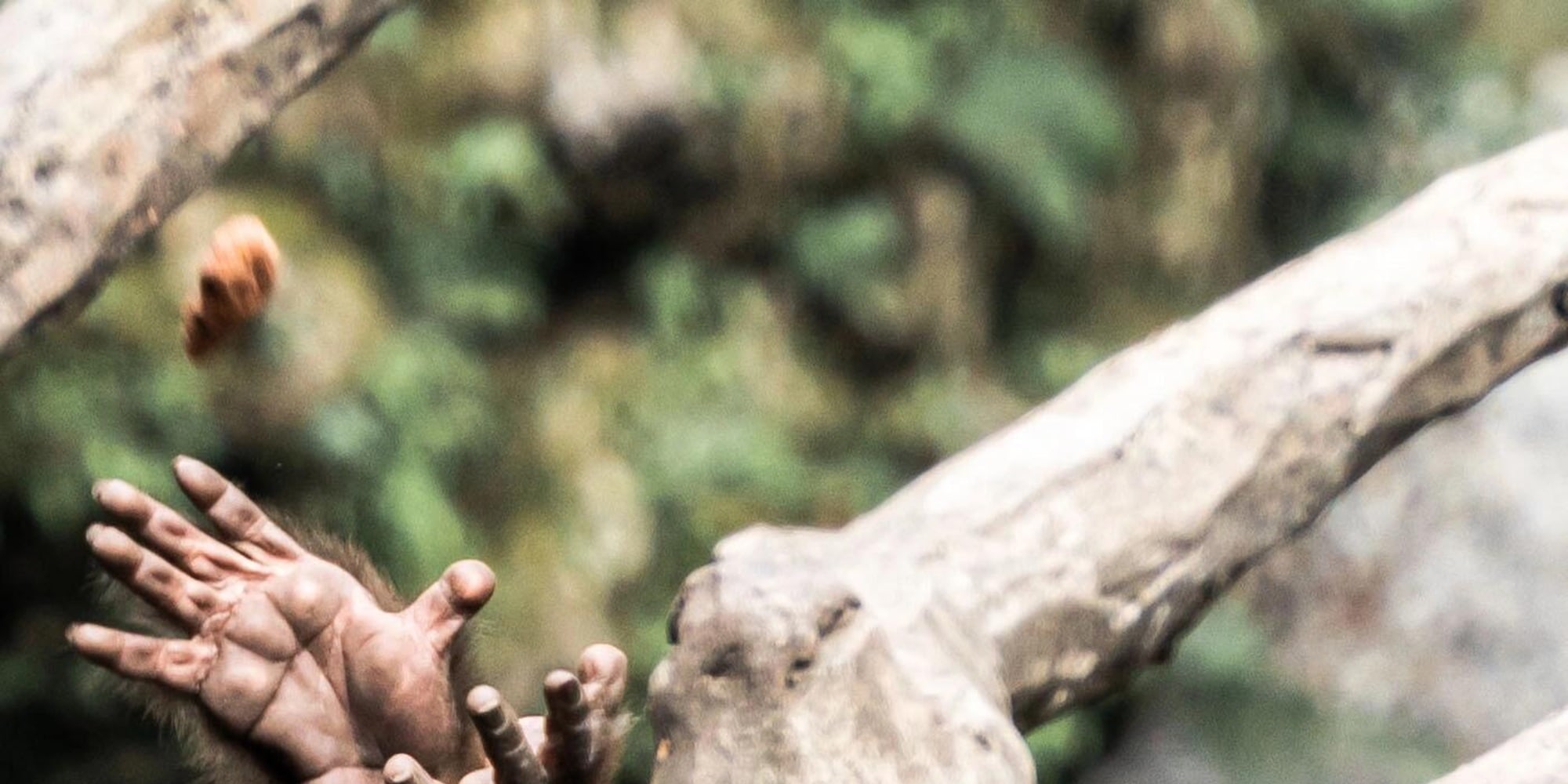The Emei monkeys are lively and agile. You can meet them in the forest, feel the wildness of nature, and leave unforgettable mountain memories.
