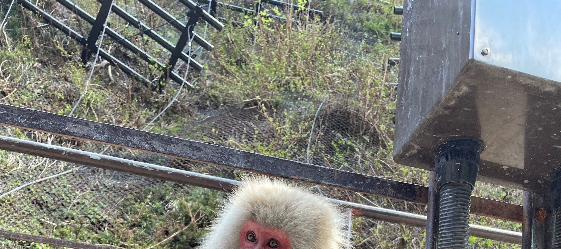 Snow Monkey Park & Shibu Onsen Private Tour