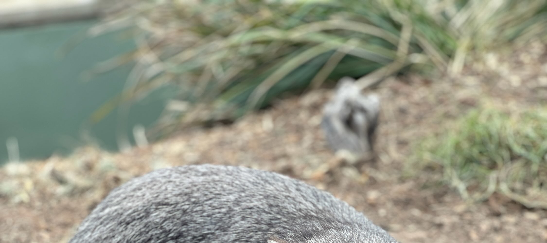 Richmond and Borong Wildlife Sanctuary Half Day Tour from Hobart