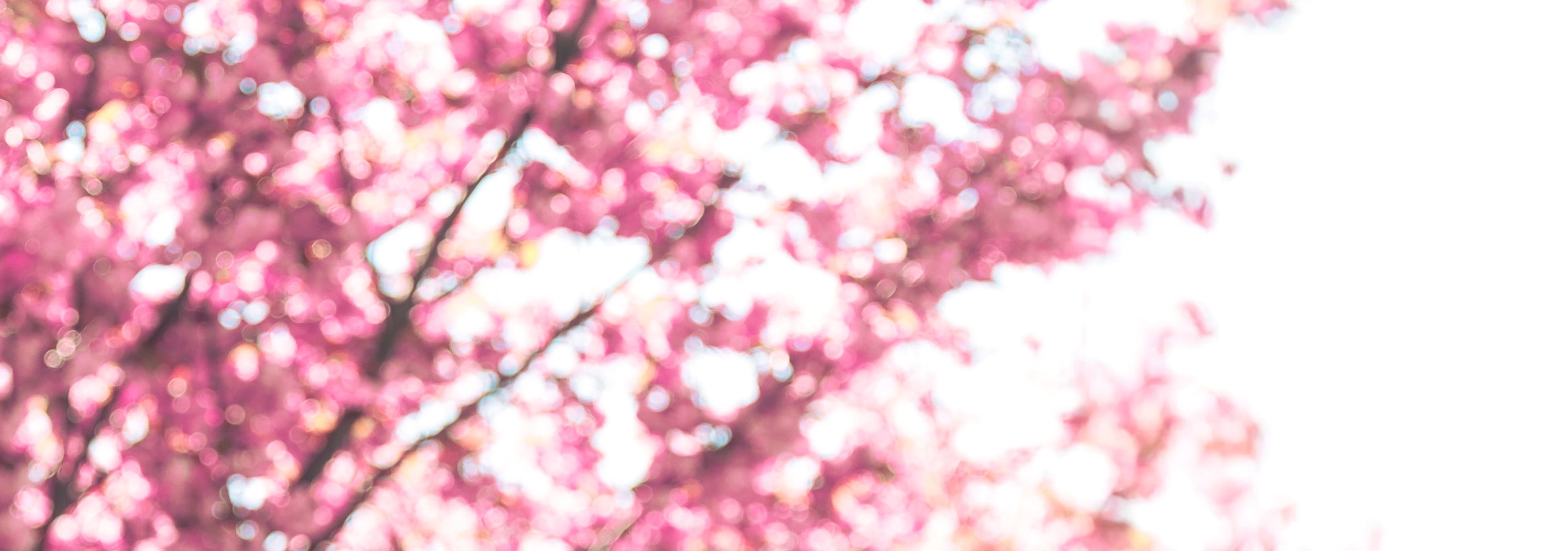 private tour optional - Cherry Blossom Spot (spring)