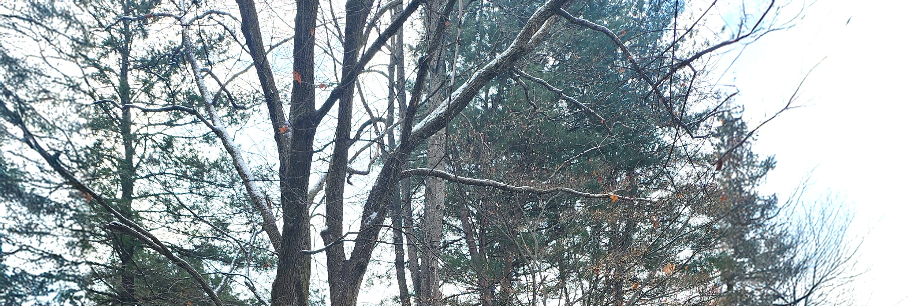 冬季的南怡島，白雪皚皚，宛如童話世界。