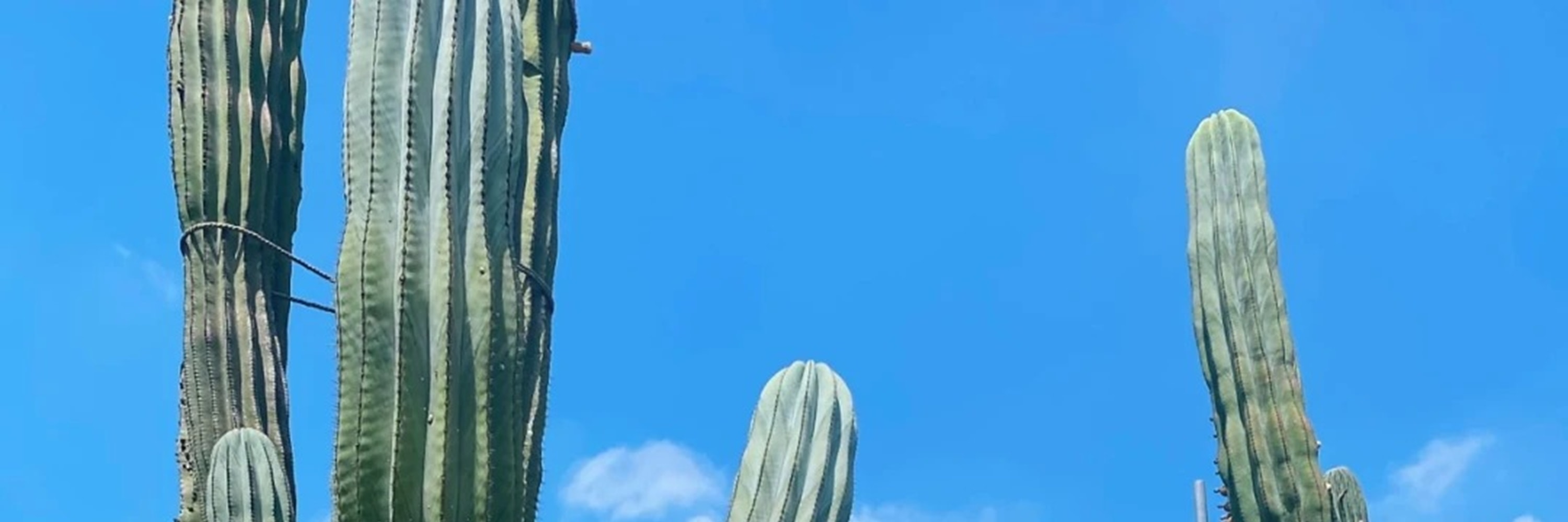 福建廈門植物園&南普陀&廈門大學1日遊（探秘廈門植物園+南普陀寺+邂逅廈門大學+感受華僑領袖陳嘉庚精神+體驗佛教文化+廈門往返）