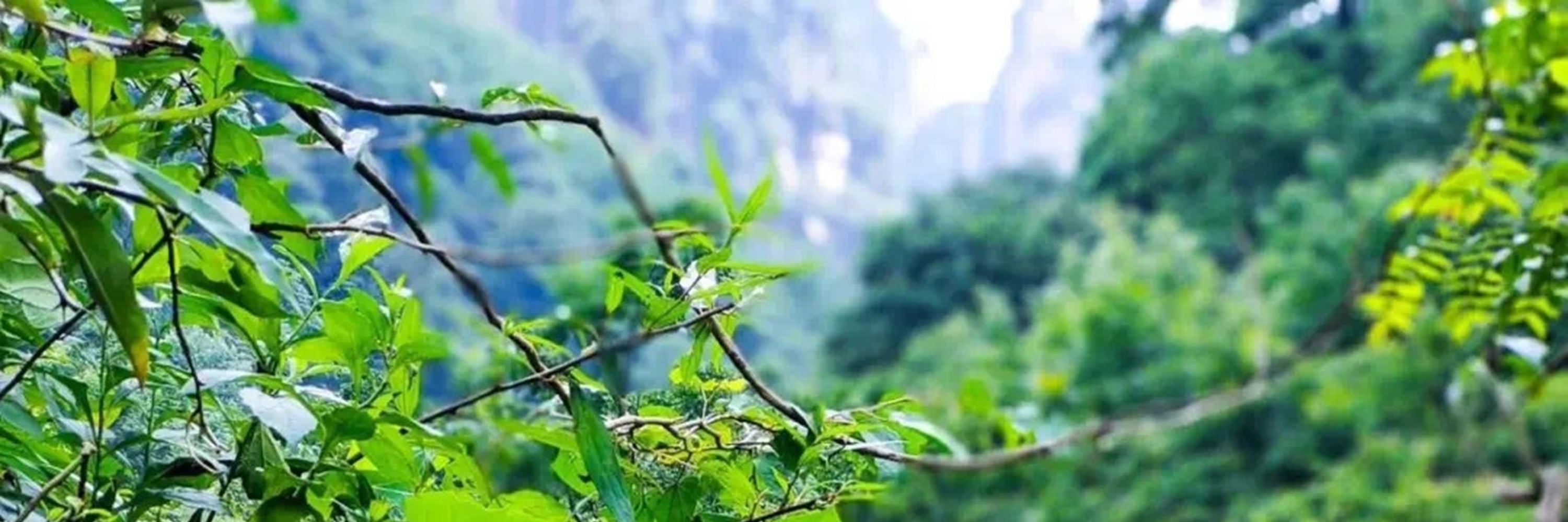 湖南魅力張家界高端4日遊（四鑽酒店+張家界國家森林公園+天門山+網紅玻璃橋+《阿凡達》取景地+百米電梯+黃龍洞溶洞+一次玩遍精華景點+接